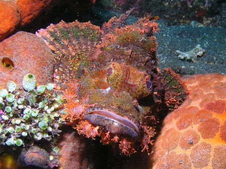 "Who Me!" Just set myself up to shoot this Scorpion Fish ... by Damien Preston 