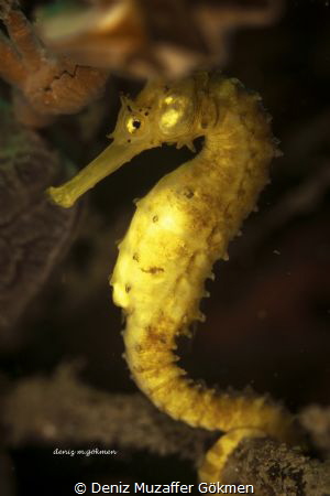 Tigertail seahorse Hippocampus Comes by Deniz Muzaffer Gökmen 