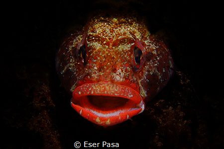 little fish big lips by Eser Paşa 