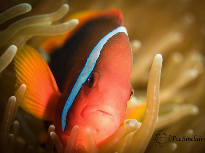 Tomato Anemonefish - as close as I could get without upse... by Patricia Sinclair 