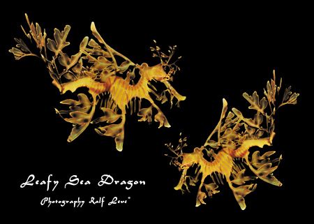 2 Leafy Sea Dragon (Fetzendrachenfische), Kangaroo Island... by Ralf Levc 