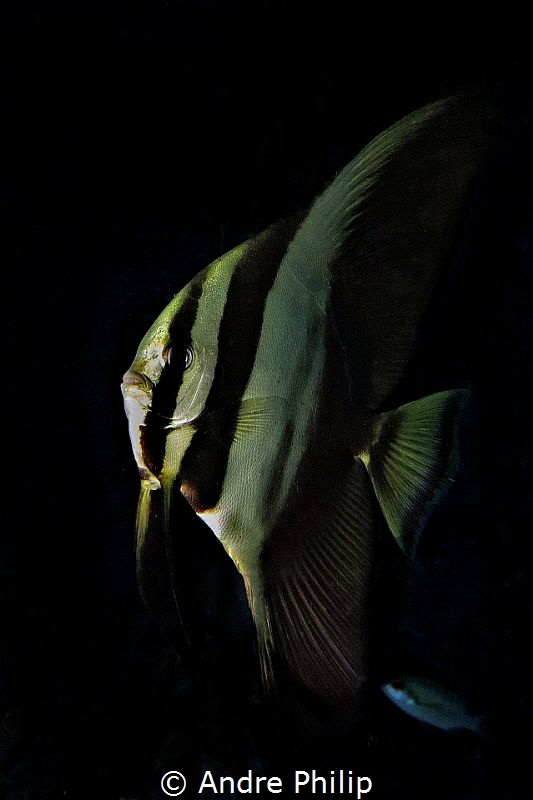 In the darkness - A young batfish by Andre Philip 