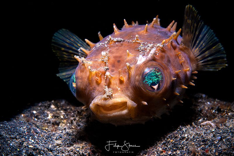 " Sweety", Juvenile porcupinefish, Lembeh strait. by Filip Staes 
