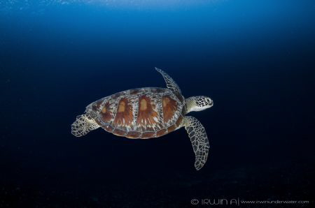 World Sea Turtle Day 2017
Gili Air
Lombok (Gili), Indon... by Irwin Ang 