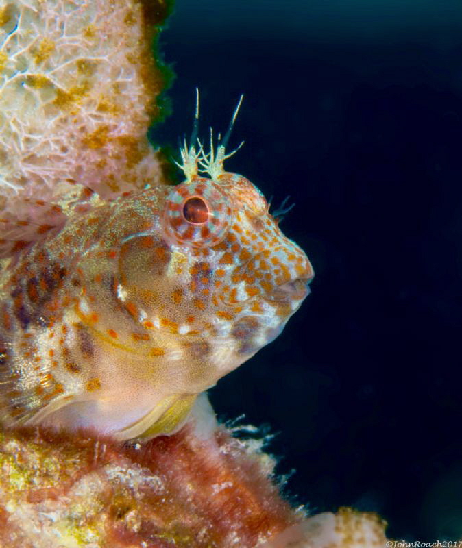 Oyster Blenny
Hypleurochilus pseudoaequipinnus
Bonaire NA by John Roach 