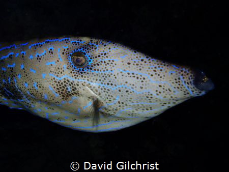 Encountered this beautiful Scibbled (Scrawled)FileFish du... by David Gilchrist 