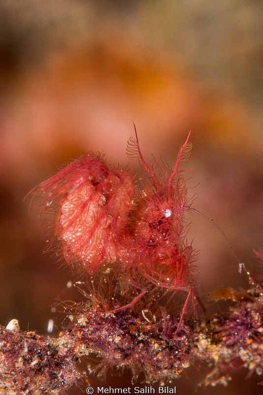 Red hairy shrimp . by Mehmet Salih Bilal 