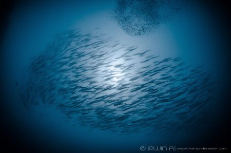 T O G E T H E R 
Barracuda @ The Magnet 
South Lombok (... by Irwin Ang 