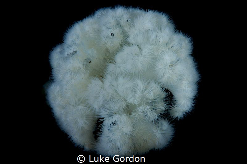 A Giant Plumose Anemone (Metridium farcimen) opens up to ... by Luke Gordon 