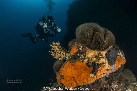 mediterranean underwater landscape........ by Claudia Weber-Gebert 