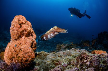Hidden reef 
Lombok (Gili), Indonesia. by Irwin Ang 