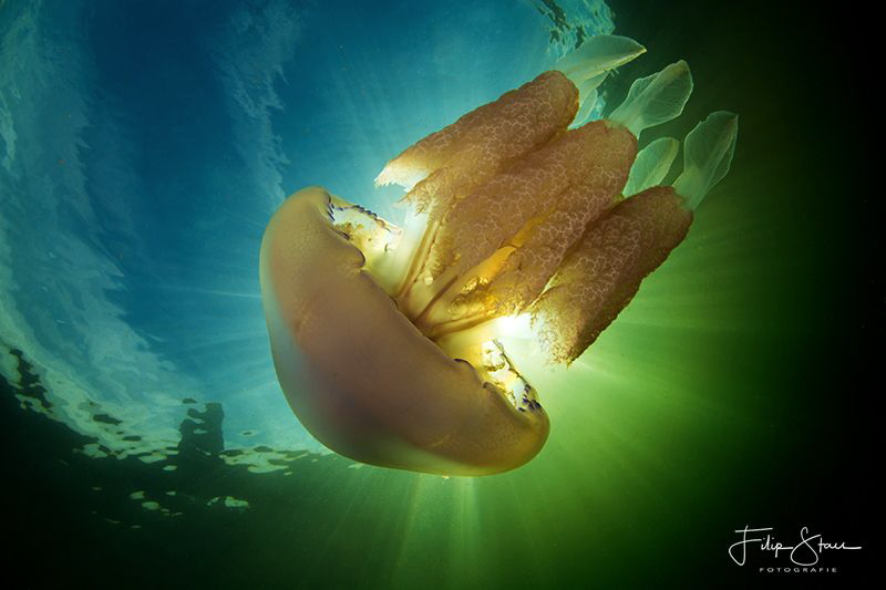 Barrel jellyfish, Zeeland, the Netherlands. by Filip Staes 