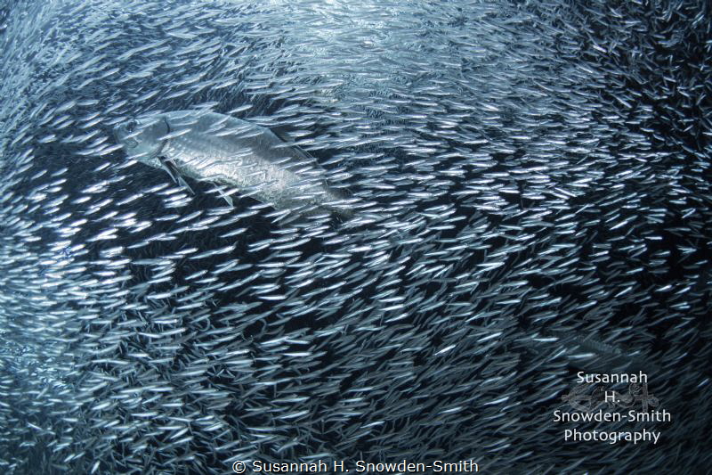 "Blizzard"

A tarpon is nearly hidden by a swarm of sil... by Susannah H. Snowden-Smith 
