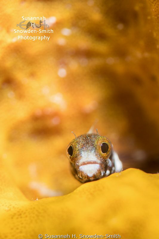 "My Orange, Orange Home"

A little blenny peers out fro... by Susannah H. Snowden-Smith 