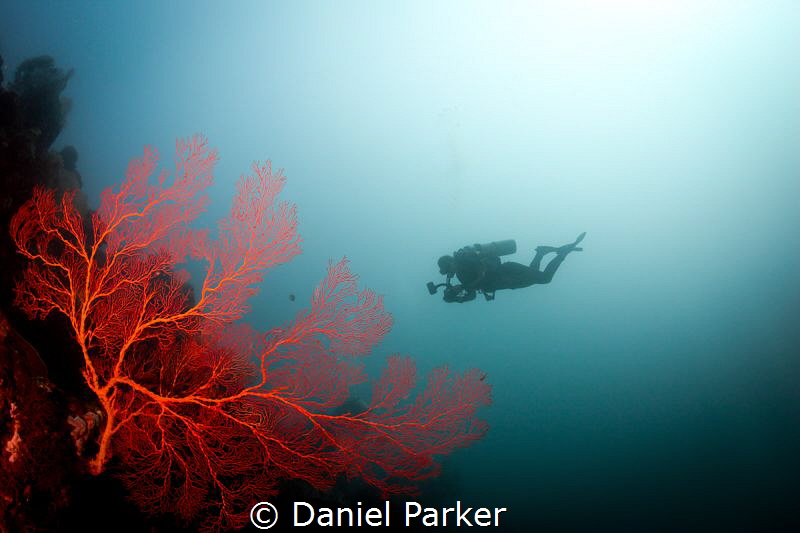 RED CORAL WIFE FISH
I absolutely love these fiery red fa... by Daniel Parker 