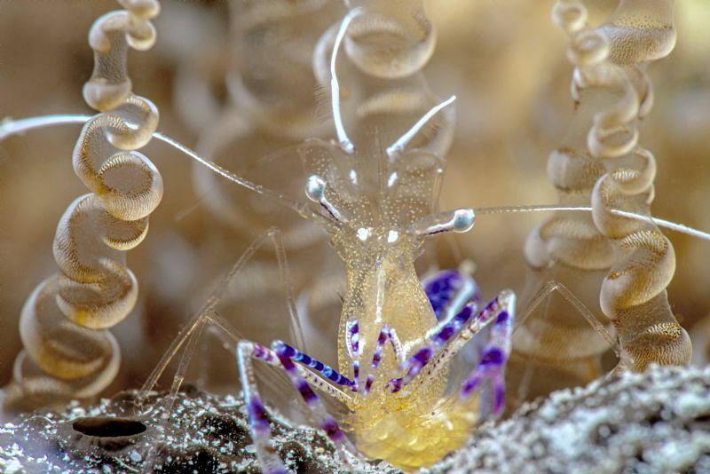 Pedersen cleaner shrimp by John Roach 