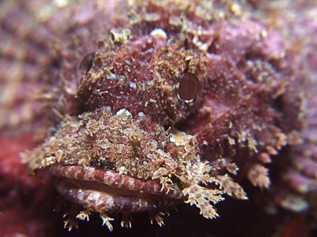 Stonefish close-up with E900 in Taiwan... by Alex Tattersall 