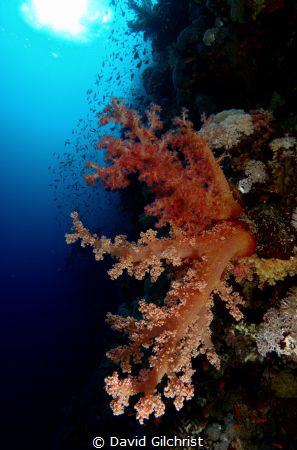 Reef Scenic,Red Sea,Egypt by David Gilchrist 