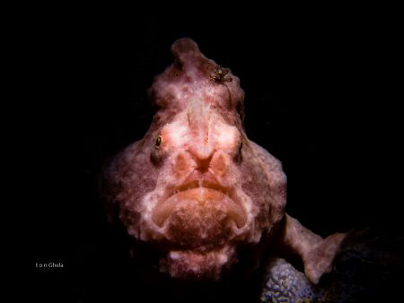 LEFT HANDED
Frogfish by Ton Ghela 