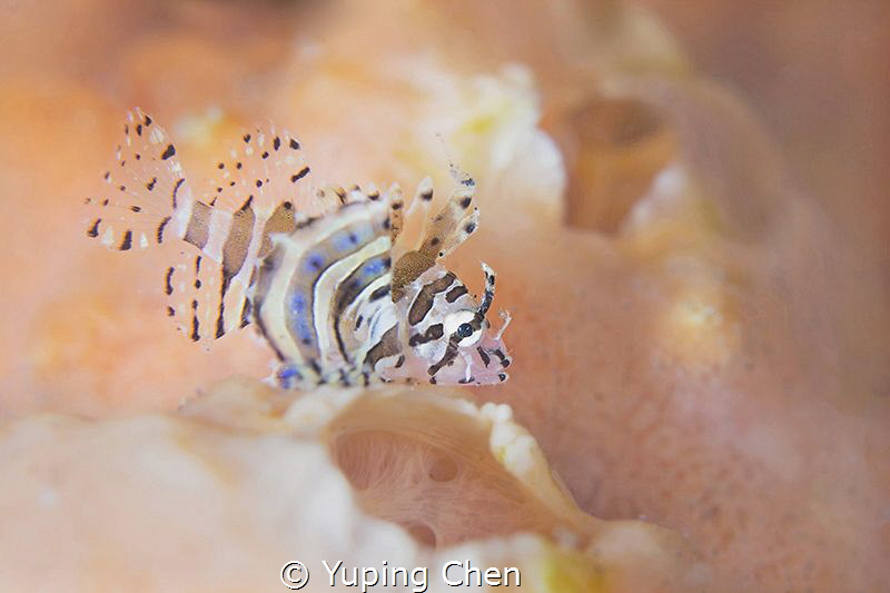 My Orange World/Lionfish(Juvenile)/Lembeh strait, Indones... by Yuping Chen 