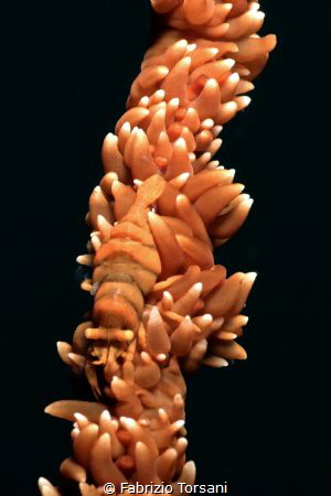 A very cryptic shrimp on a whip coral by Fabrizio Torsani 