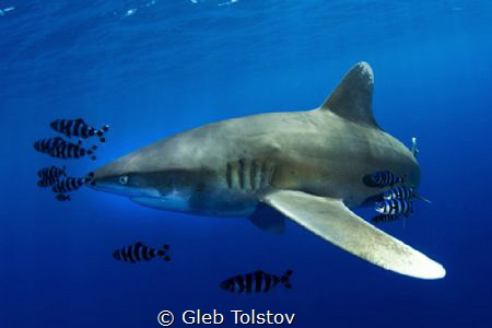 Oceanic white tip shark close by Gleb Tolstov 
