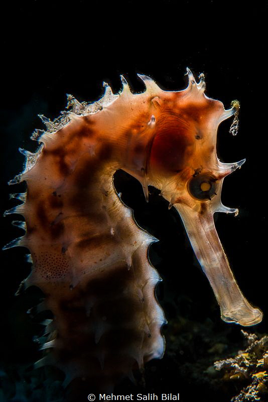 Thorny seahorse with backlit. by Mehmet Salih Bilal 