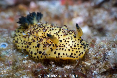 A wonderful nudibranch by Fabrizio Torsani 