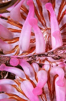 REFLECTIONS. This is an anemone (Telmatactis cricoides) r... by Arthur Telle Thiemann 