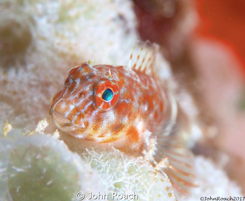 Orange Spotted Blenny
Hypleurochilus springeri
Bonaire ... by John Roach 