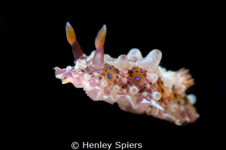 March of the Nudi by Henley Spiers 