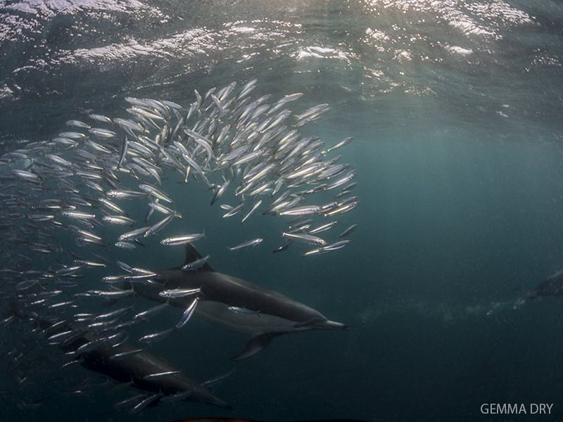 Dolphins and baitball. by Gemma Dry 