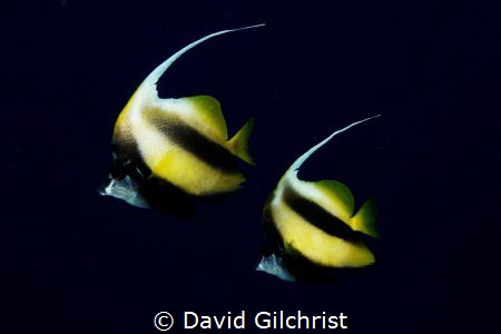 A pair of Red Sea Banner fish (Heniochus intermedius). by David Gilchrist 