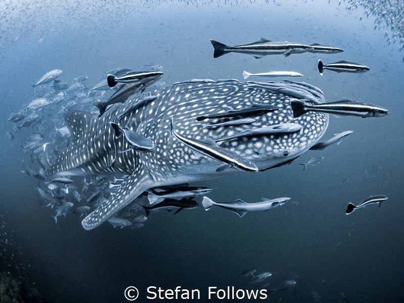 How soon is now?

Whale Shark - Rhincodon typus

Sail... by Stefan Follows 
