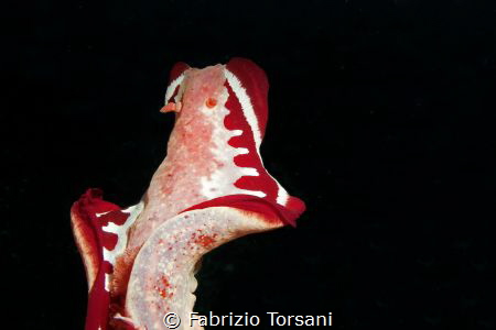 A flying nudibranch by Fabrizio Torsani 