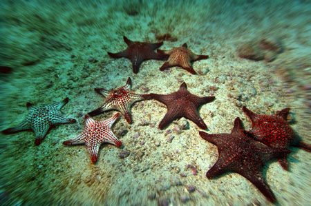 starfish - galapagos/wolf island by Manfred Bail 