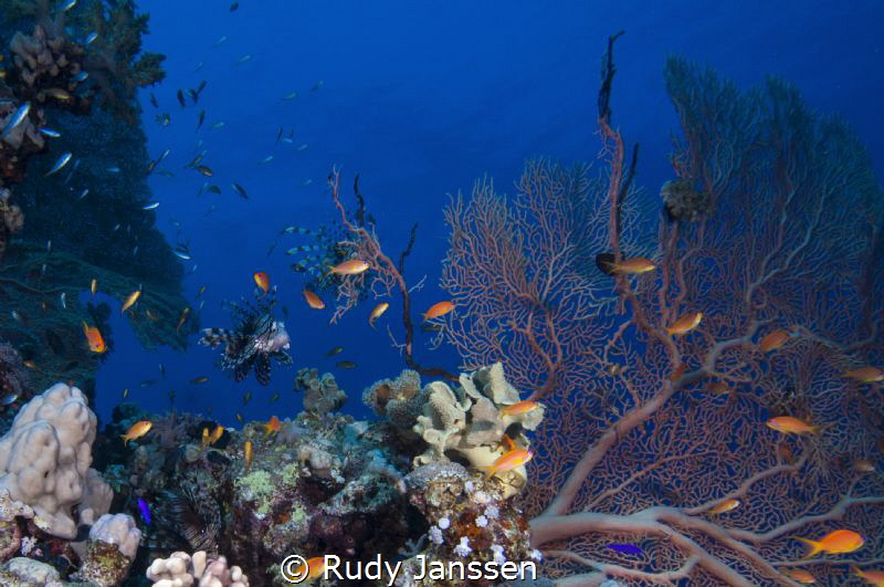 Lion fish in a view by Rudy Janssen 