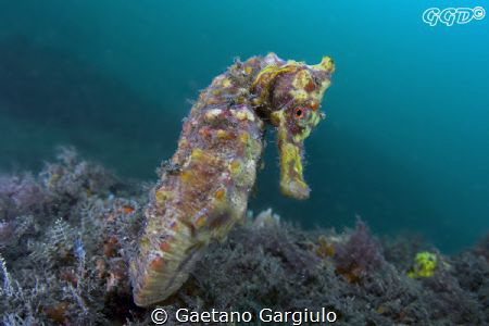 the so called "great seahorse" by Gaetano Gargiulo 
