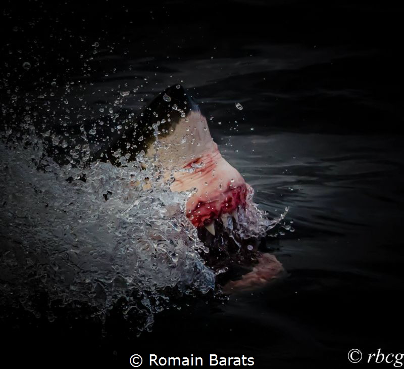 jaws
 by Romain Barats 