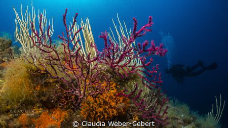 reeflife........Mediterranean sea by Claudia Weber-Gebert 