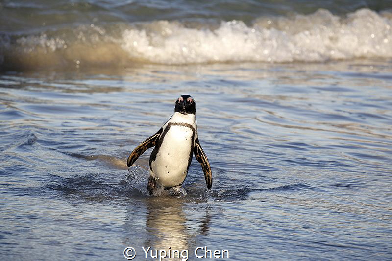 Penguin/Camp Town, South Africa,Canon 5D MarkIII, 100-400... by Yuping Chen 