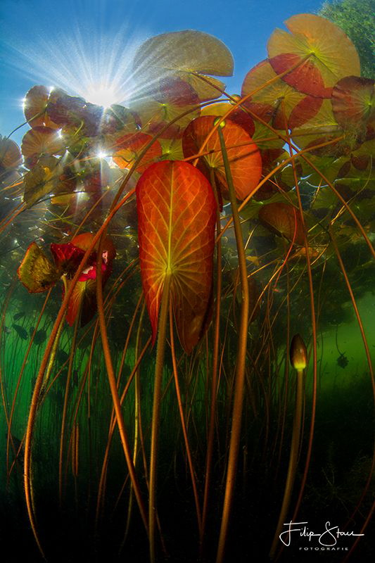 Water lilies, Turnhout, Belgium. by Filip Staes 