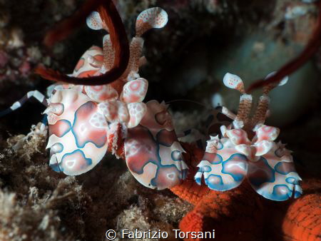 A nice couple of harlequin shrimps by Fabrizio Torsani 