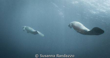 A couple of Manatees swimming peacefully in waters adiace... by Susanna Randazzo 