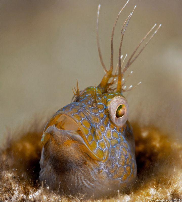 The King's sitting
Parablennius marmoreus Seaweed Blenny... by John Roach 