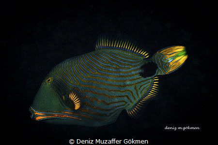 Lovely Triggerfish
Tulamben  Canon 80d by Deniz Muzaffer Gökmen 