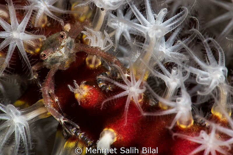 Crab in the sea pen. by Mehmet Salih Bilal 