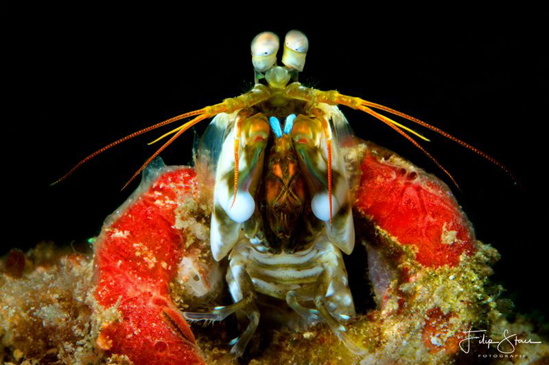 Peacock mantis shrimp, Puerto Galera, The Philippines. by Filip Staes 
