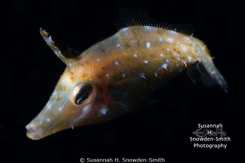 "Tiny Turn" - A tiny juvenile filefish sweeps away from i... by Susannah H. Snowden-Smith 