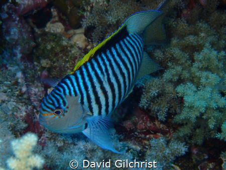 A Zebra Angelfish or Lyretail Angelfish (Genicanthus caud... by David Gilchrist 